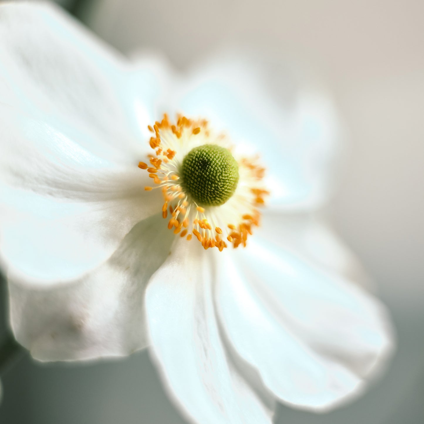 Anemone Eau de Parfum