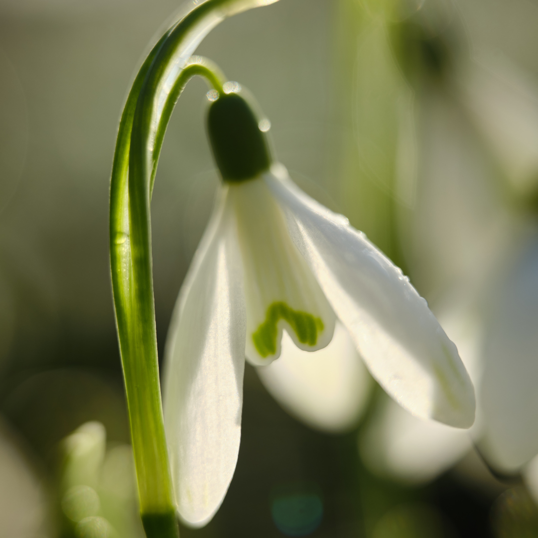 Snowdrop Eau de Parfum
