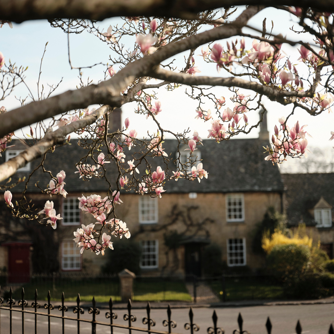 Branches of cherry blossom in front of a Cotswold cottage