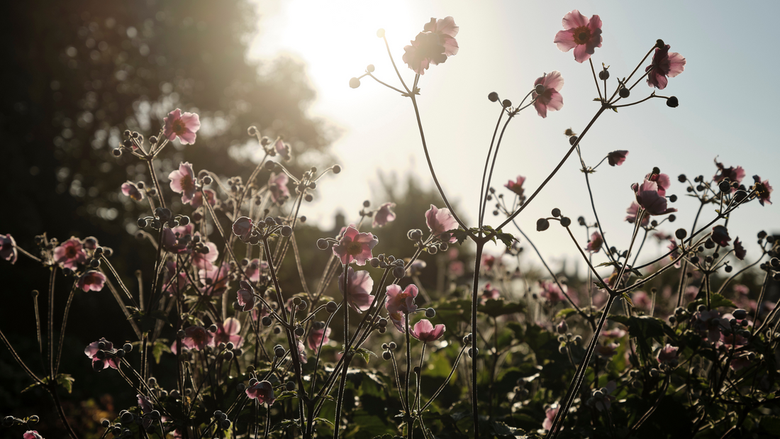 August at Grove Farm: A Season of Abundance