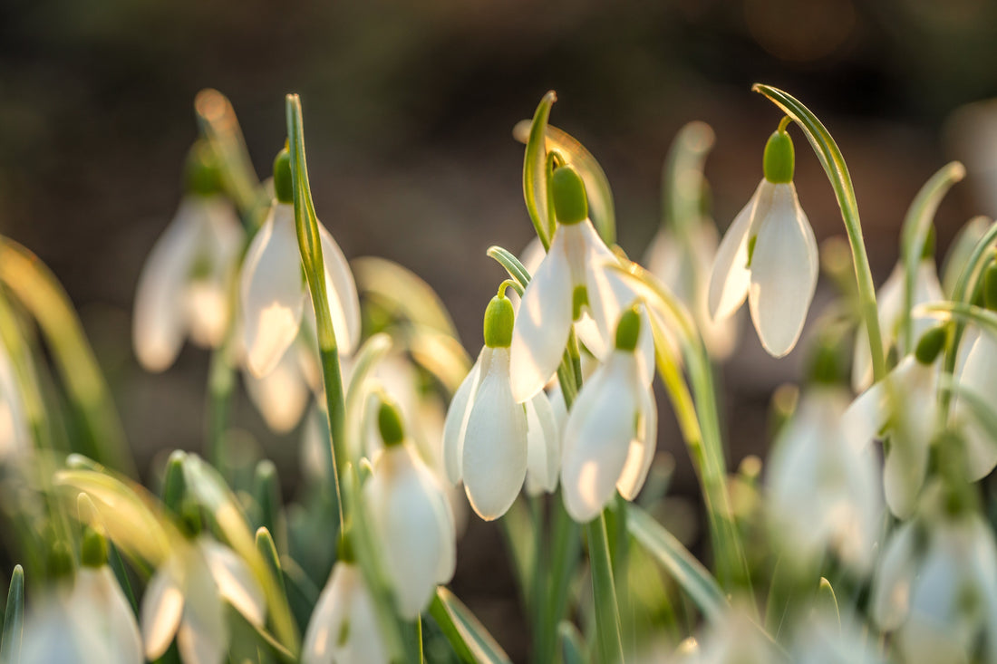 Snowdrop: Bottling a Seasonal Moment