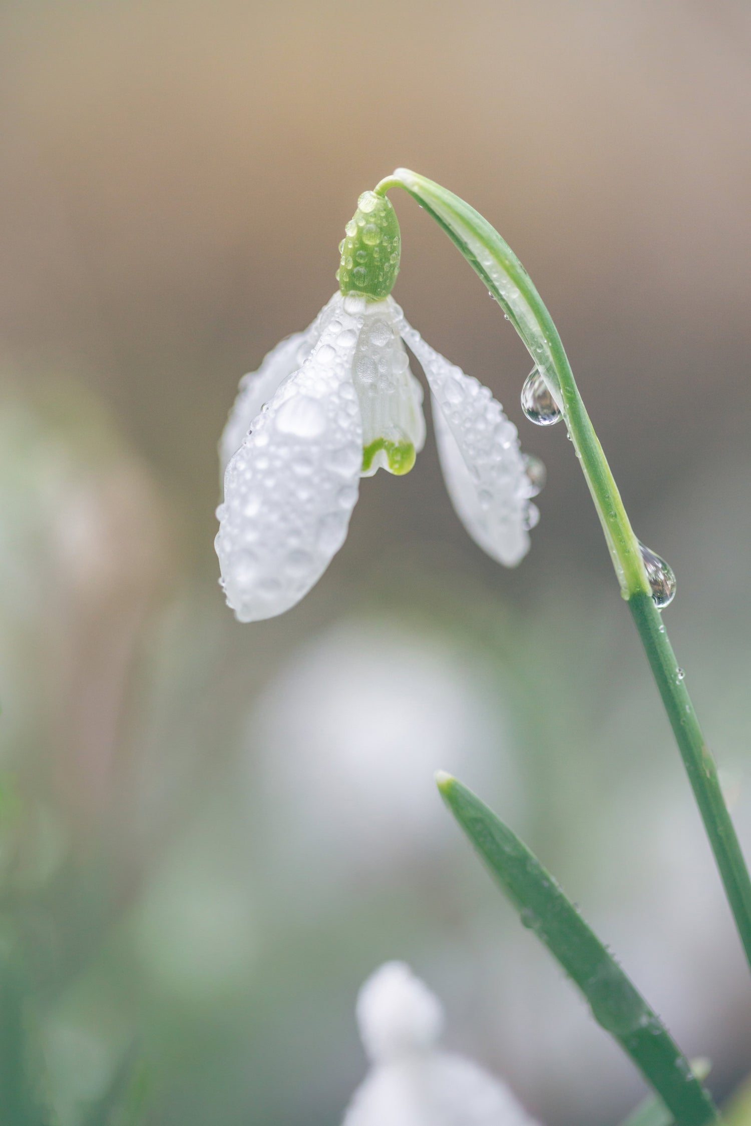 Snowdrop