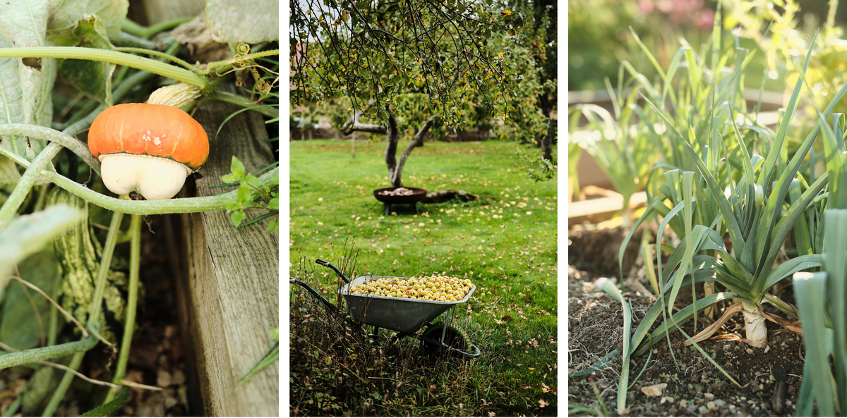 A three-panel collage showing garden produce: an orange and white pumpkin growing on a vine, a wheelbarrow filled with apples in a grassy orchard, and leeks growing in a vegetable bed.