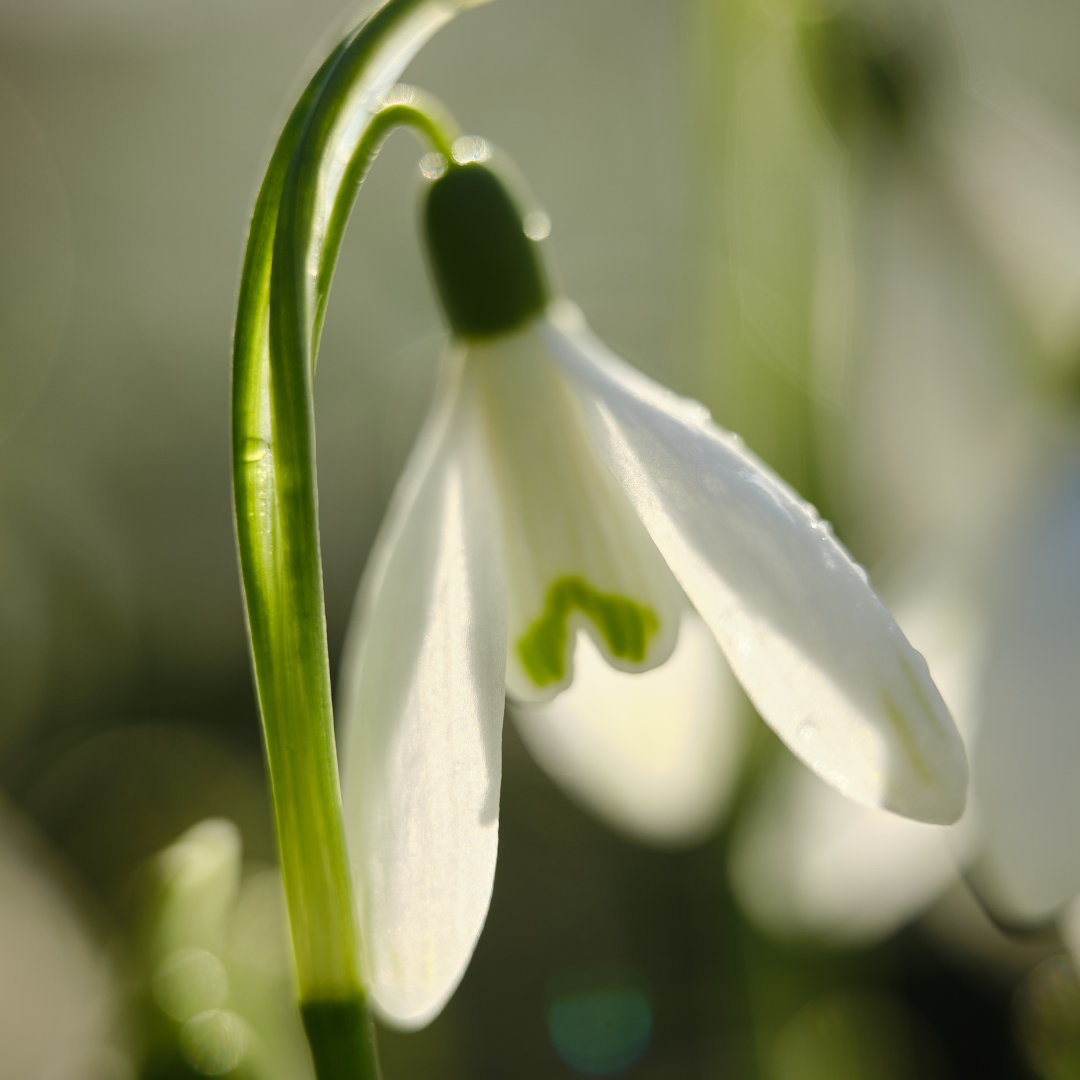 Snowdrop Body Oil