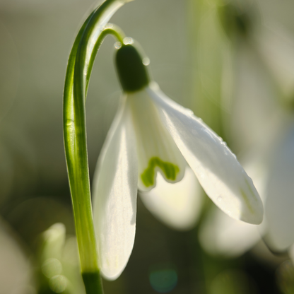 Snowdrop Body Oil