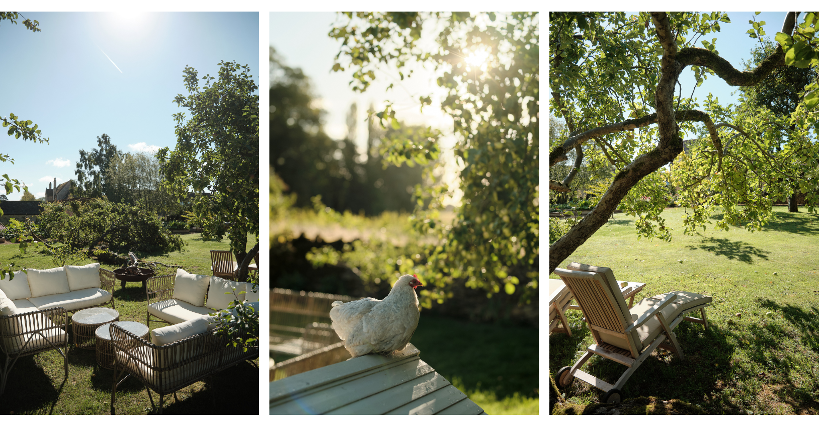 Chickens and garden lingers in the summer sun, under apple trees