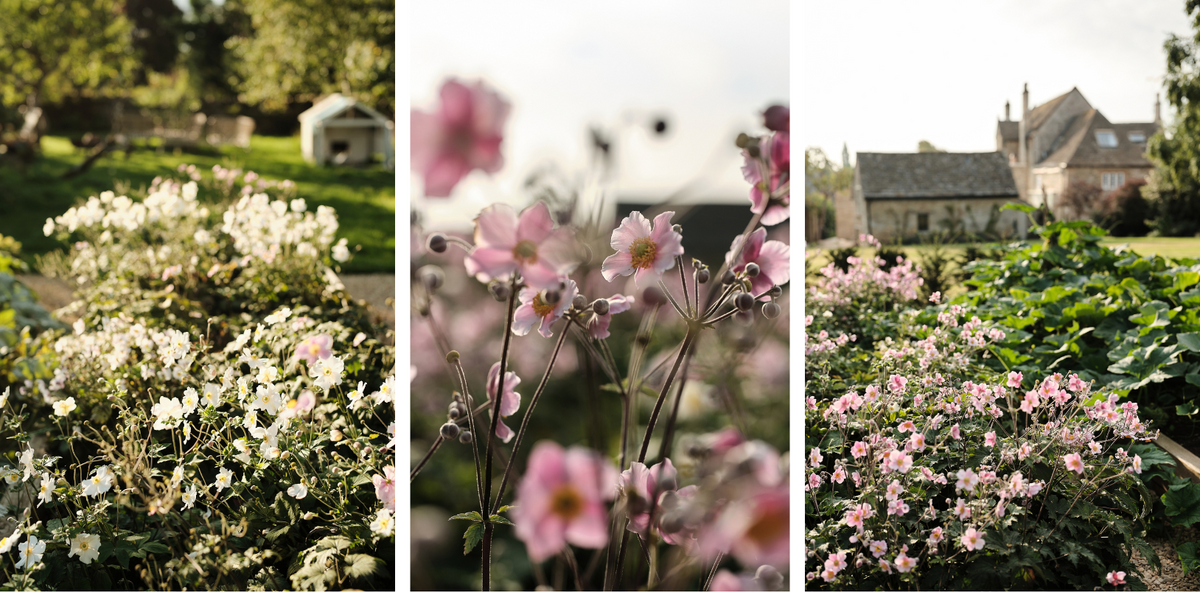 A triptych-style outdoor scene collage with three vertical panels: a sunlit garden bed of white Anemone flowers on the left, a soft-focus close-up of pink Anemone flowers in the center, and a stone house with flowerbeds in the background on the right.