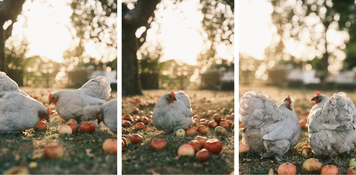 Three vertical panels show white chickens foraging on the ground among scattered red apples in an outdoor setting with trees and warm sunlight in the background.
