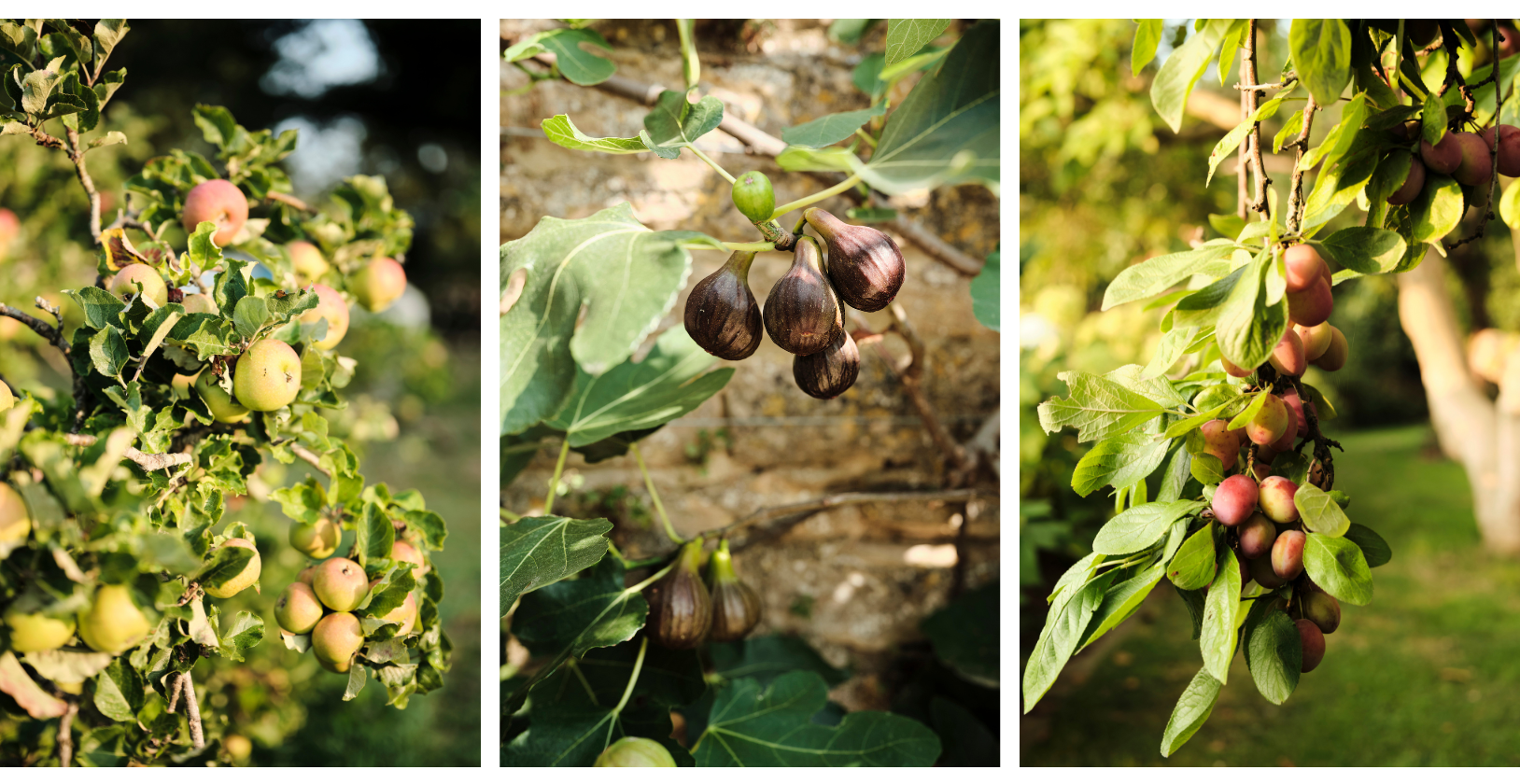 Plum, apple & fig trees at Grove Farm