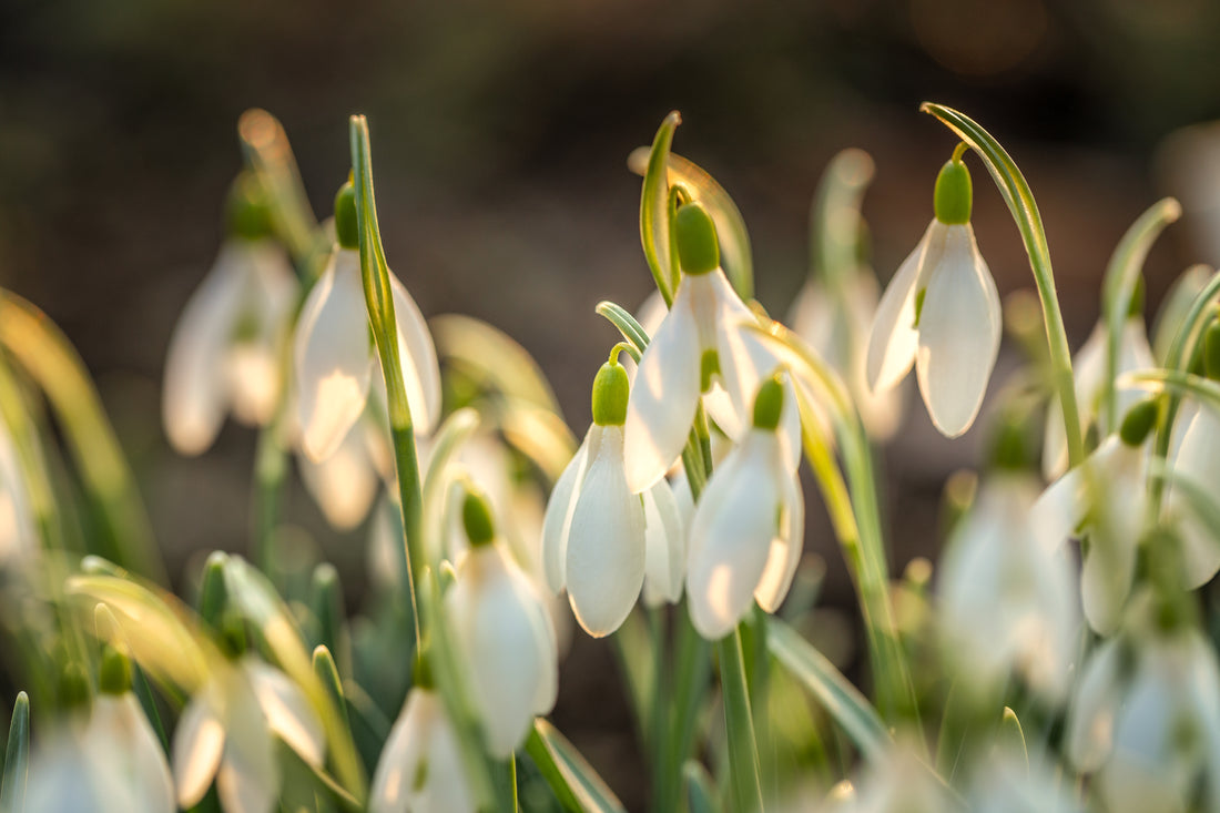 Snowdrop – GROVE England