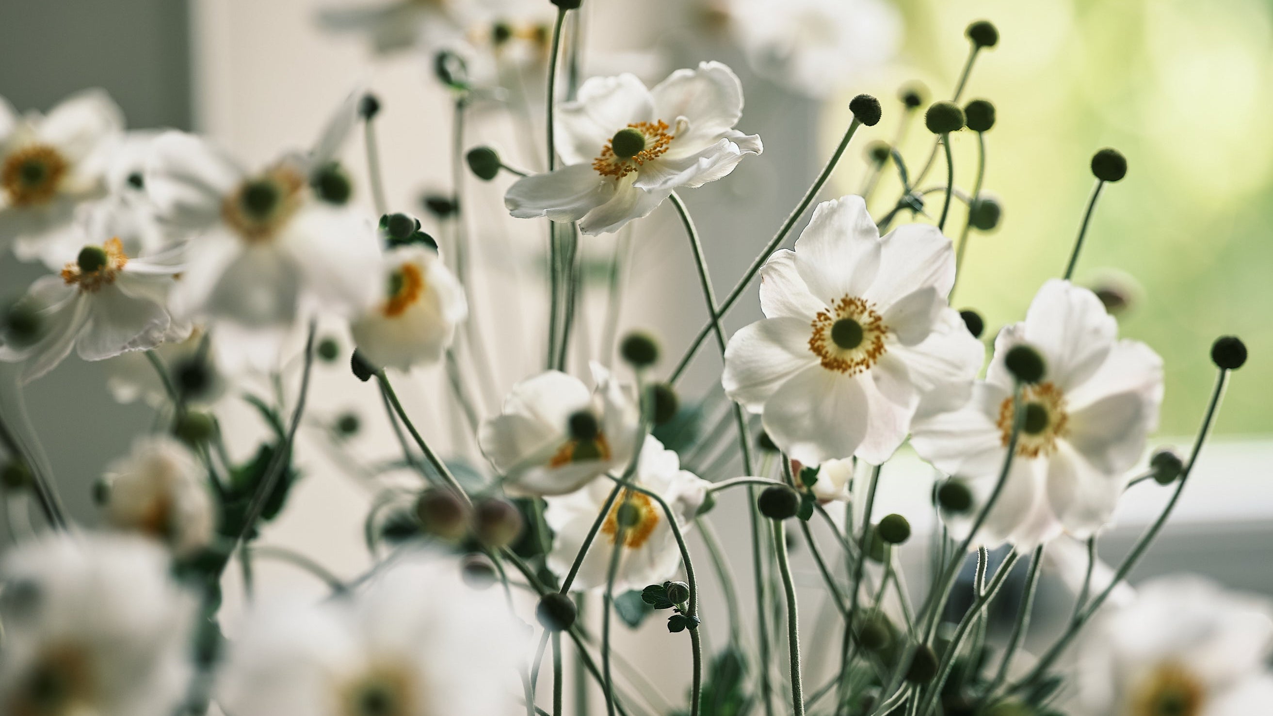 White flowers with green stems and leaves on a blurred background