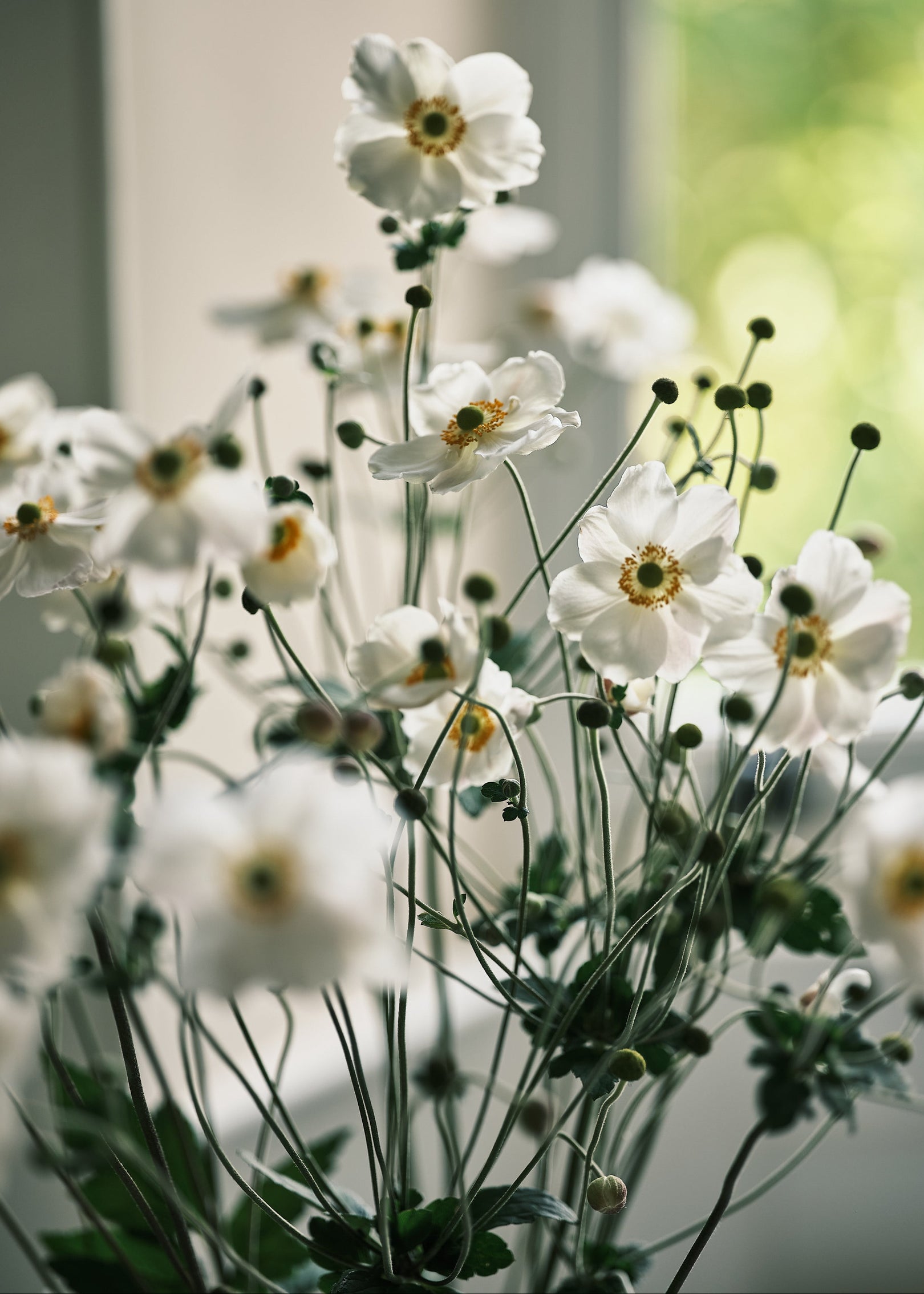 White flowers with green stems and leaves on a blurred background