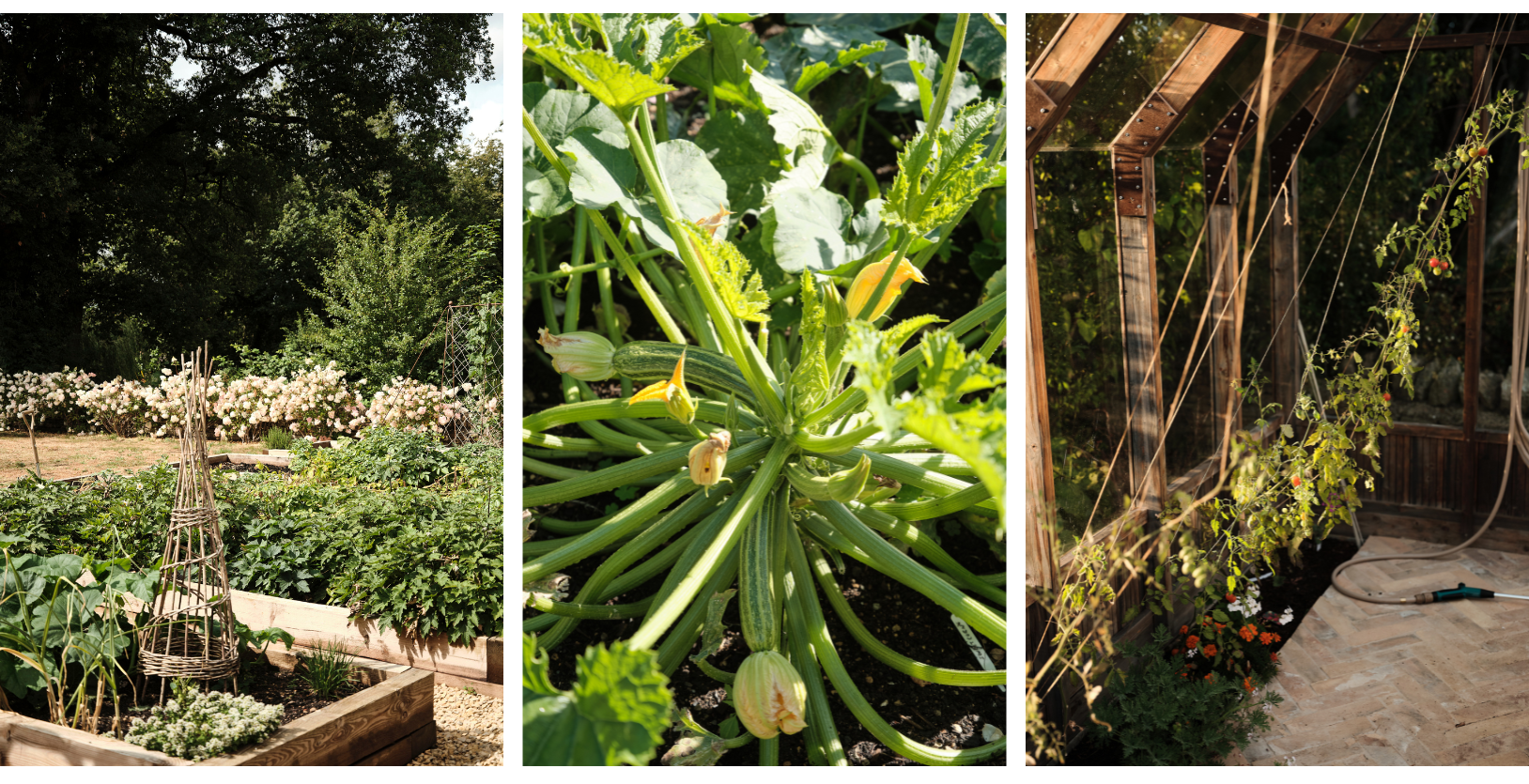Ripe courgettes and tomatoes in a hot house