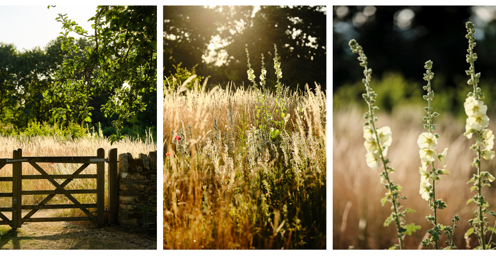 Long grasses and wildflowers in the summer sunshine
