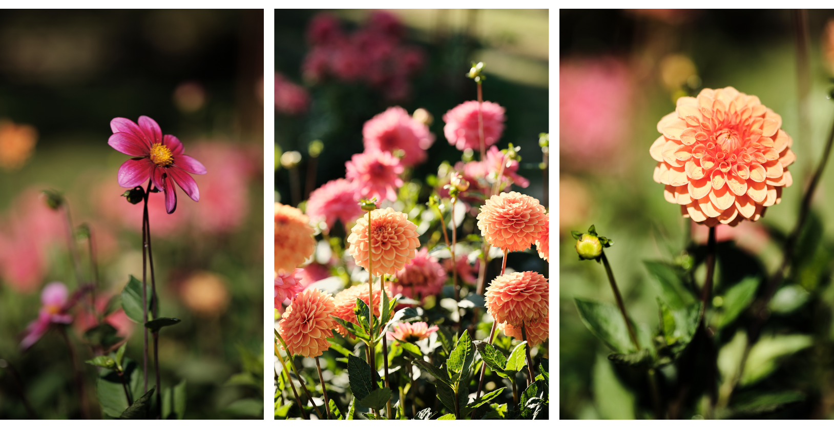 The first summer dahlias