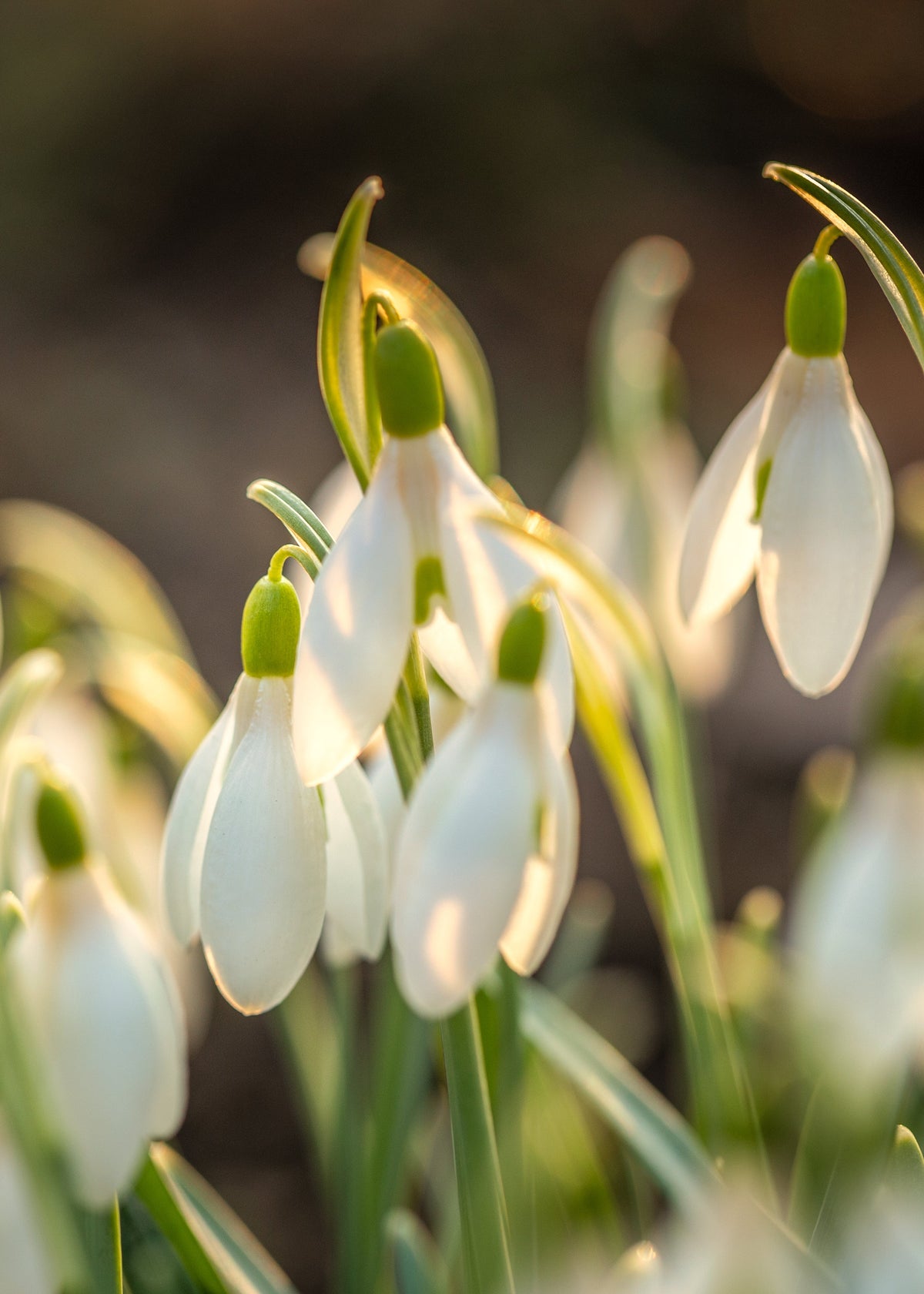 Snowdrops against a blurred natural background